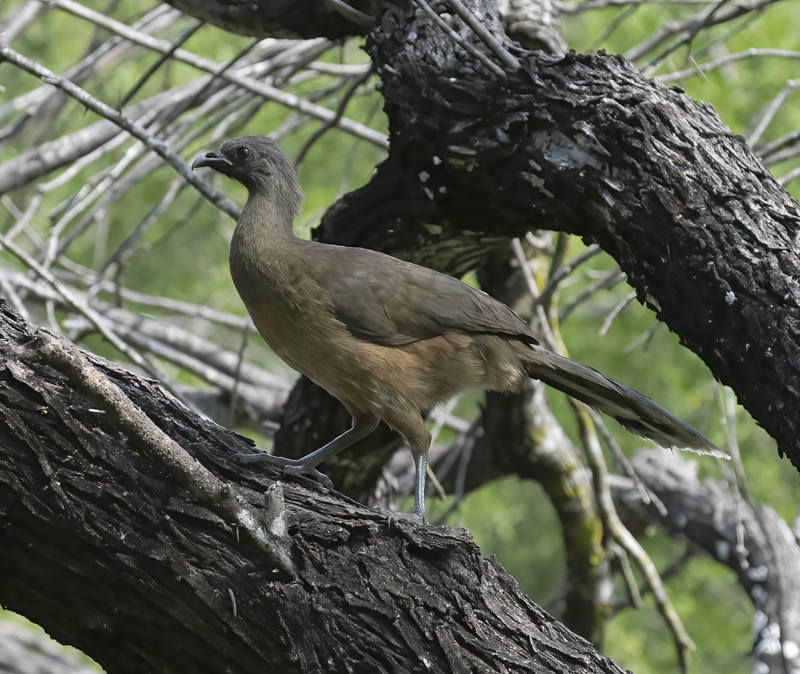 Plain_Chachalaca_TX_18_003