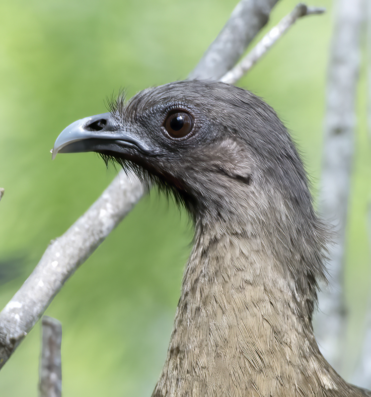 Plain_Chachalaca_TX_18_032