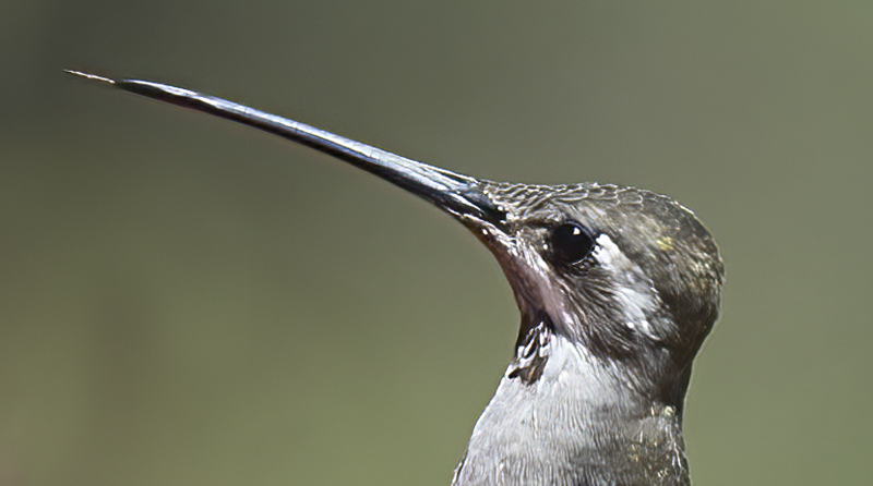 Plain_capped_Starthroat_15_AZ_032