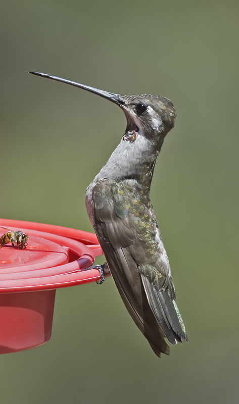 Plain_capped_Starthroat_15_AZ_033