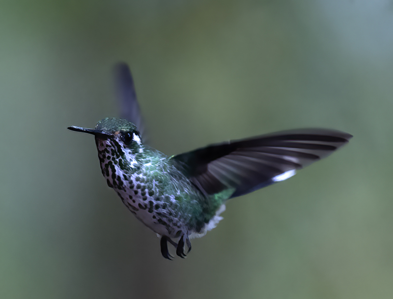 Purple-bibbed_Whitetip_18_Ecuador_005