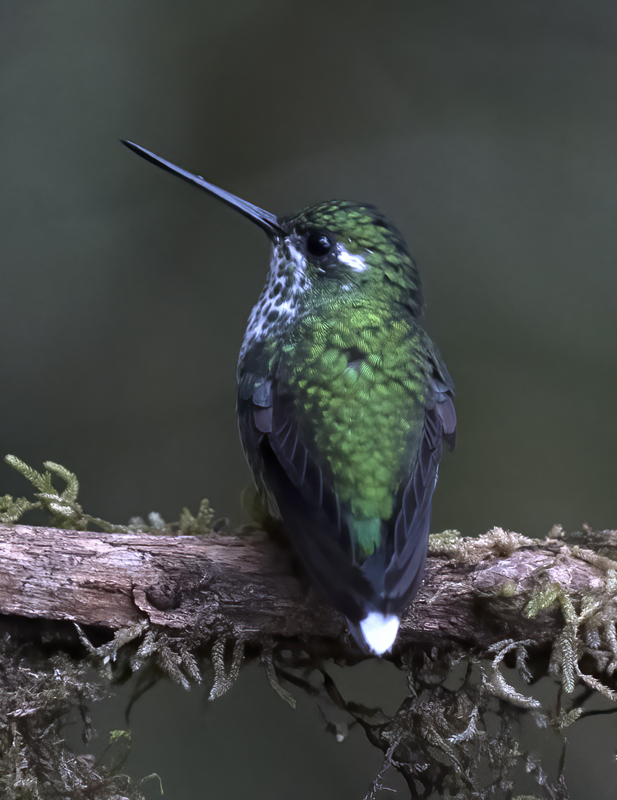 Purple-bibbed_Whitetip_18_Ecuador_006