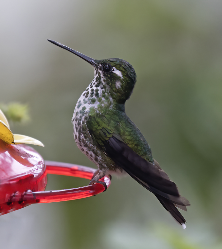 Purple-bibbed_Whitetip_18_Ecuador_016