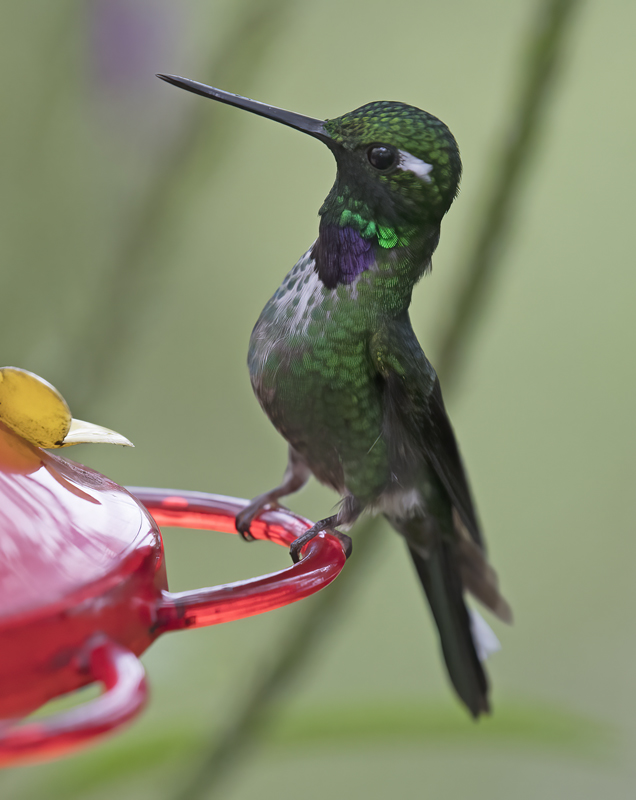 Purple-bibbed_Whitetip_18_Ecuador_020