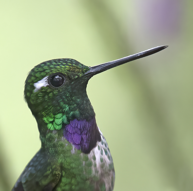 Purple-bibbed_Whitetip_18_Ecuador_022a