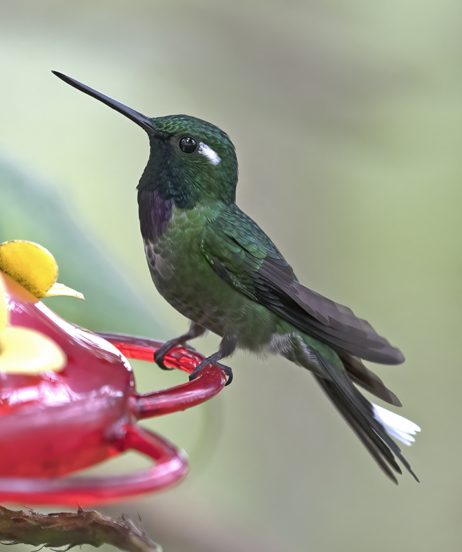 Purple-bibbed_Whitetip_18_Ecuador_030