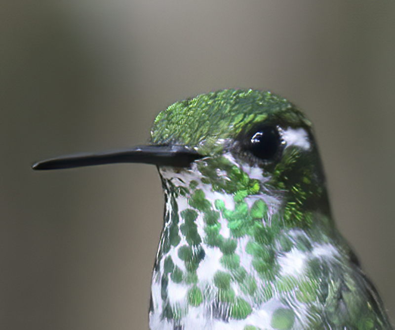 Purple-bibbed_Whitetip_18_Ecuador_031a