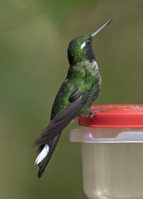 Purple-bibbed_Whitetip_18_Ecuador_051