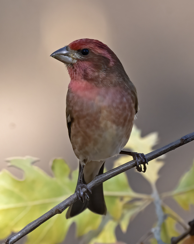 Purple_Finch_21_CA_019