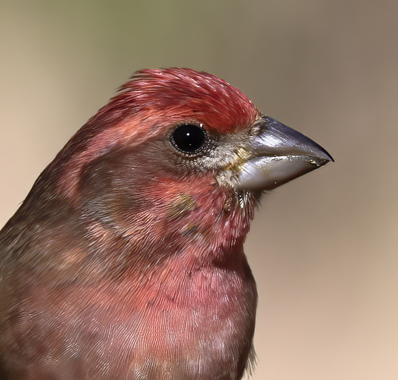 Purple_Finch_21_CA_025