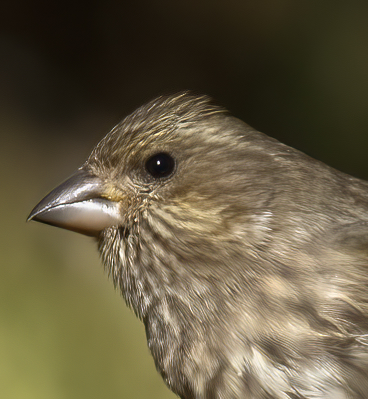 Purple_Finch_21_CA_041