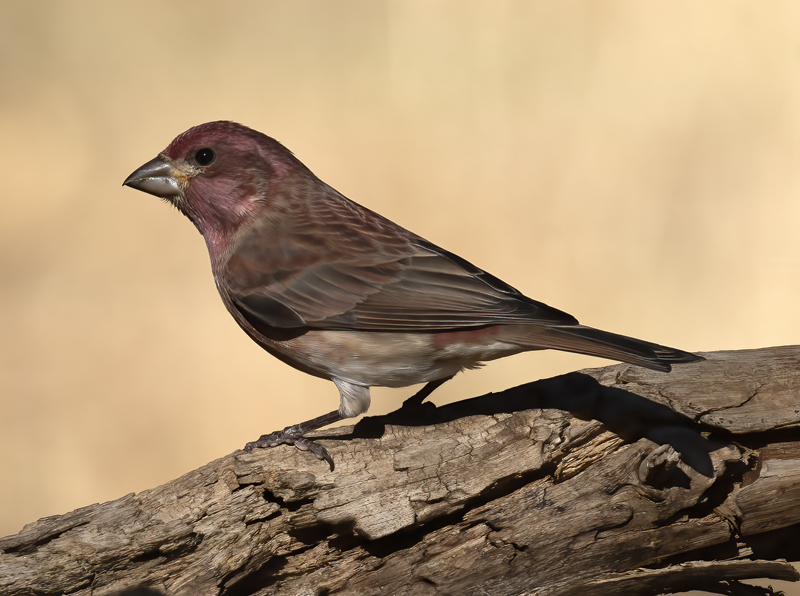 Purple_Finch_21_CA_045