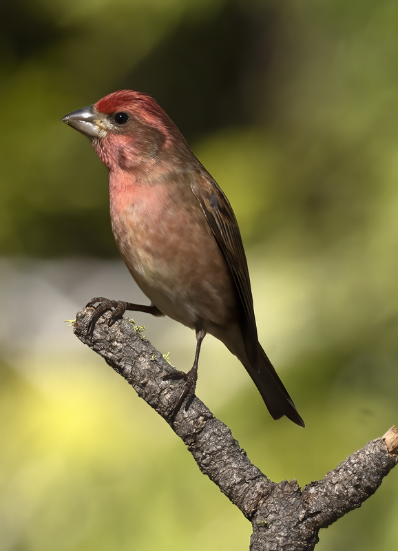 Purple_Finch_21_CA_049