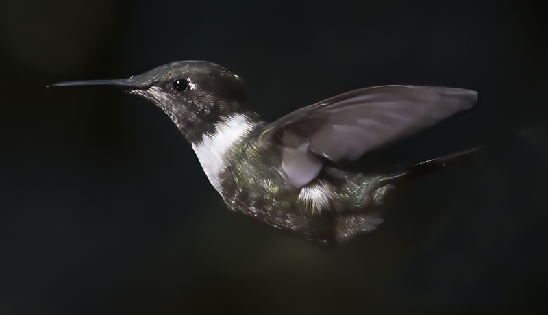 Purple_throated_Woodstar_18_Ecuador_017