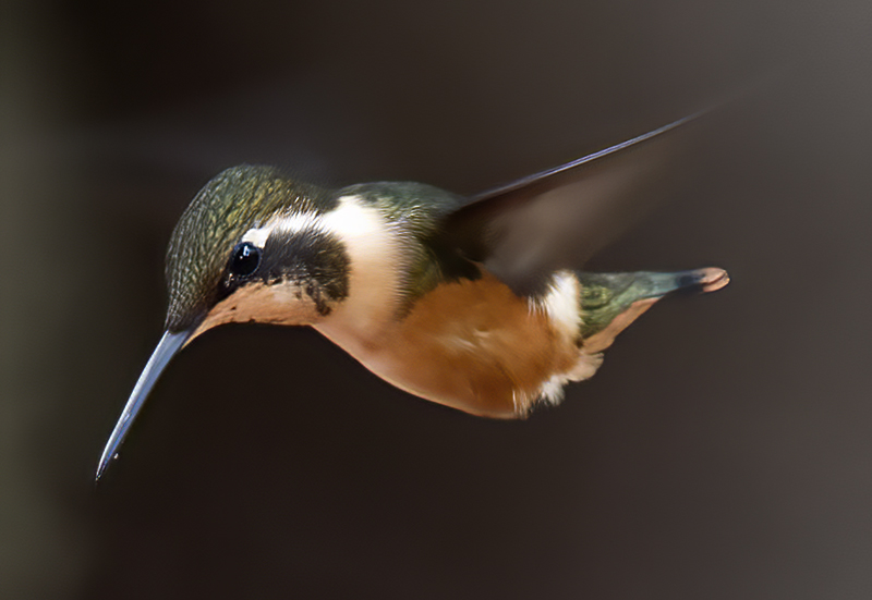 Purple_throated_Woodstar_18_Ecuador_047