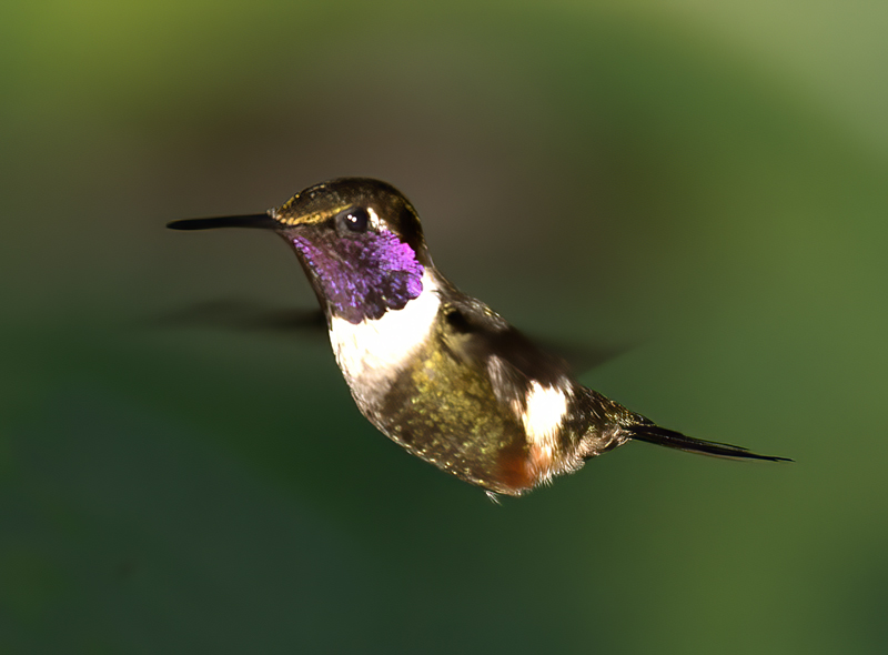 Purple_throated_Woodstar_18_Ecuador_053