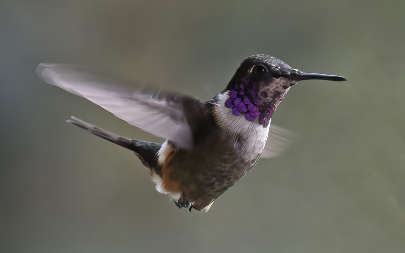 Purple_throated_Woodstar_18_Ecuador_100