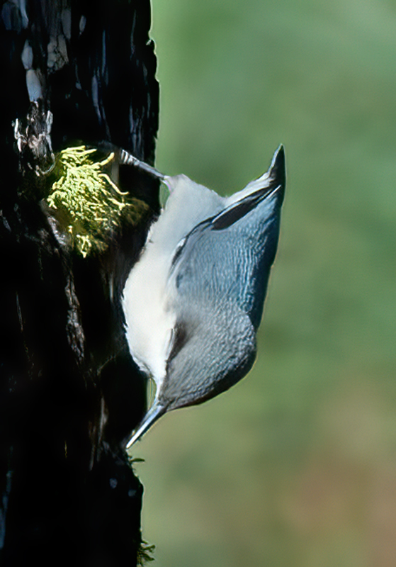Pygmy_Nuthatch_14_CA_023