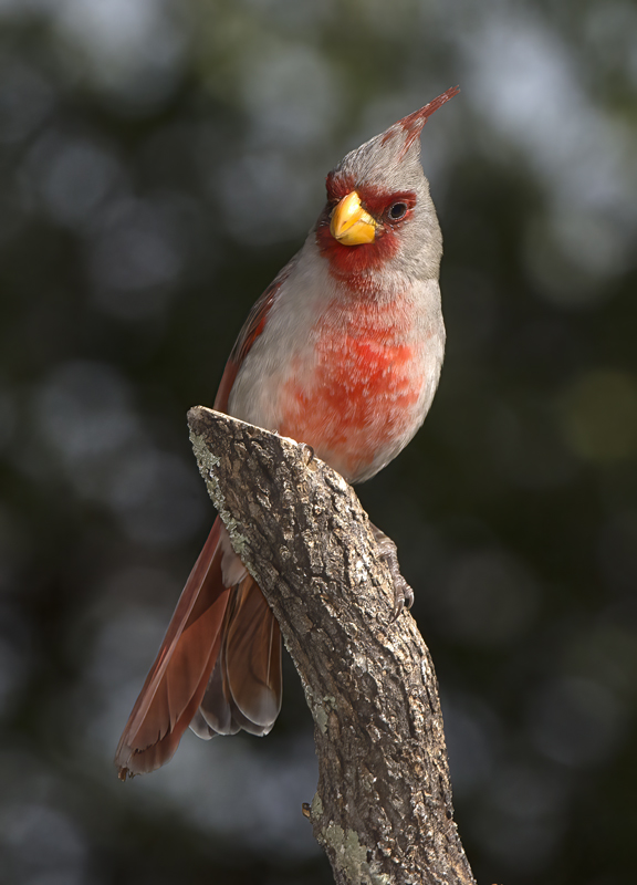 Pyrrhuloxia_15_AZ_003