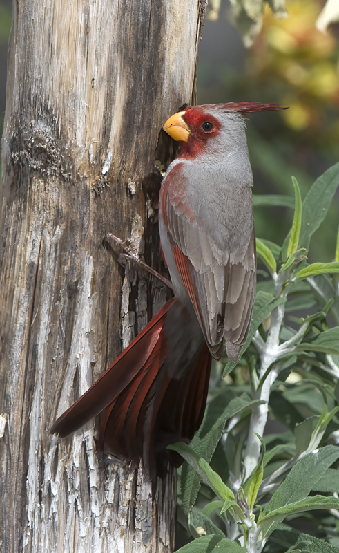 Pyrrhuloxia_15_AZ_014