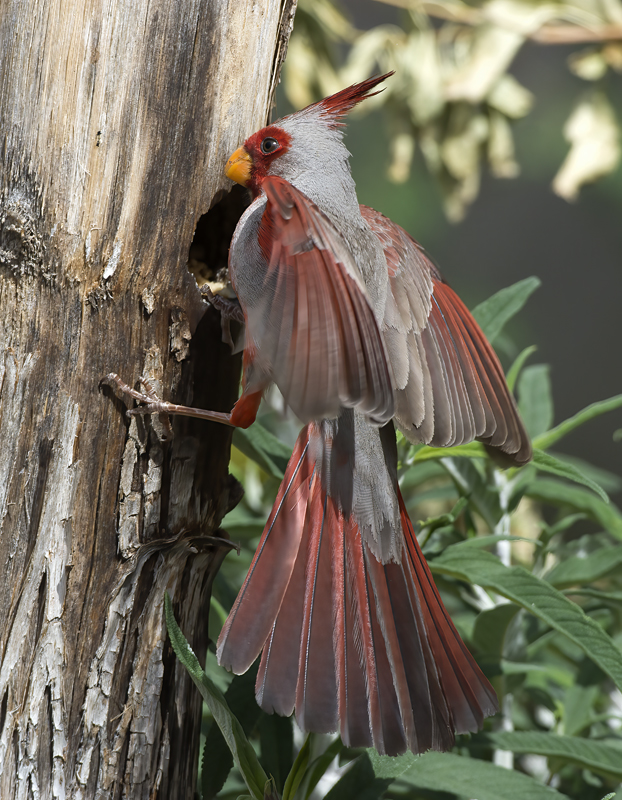 Pyrrhuloxia_15_AZ_017