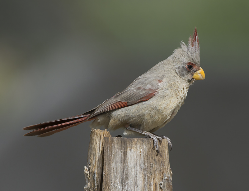 Pyrrhuloxia_15_AZ_053