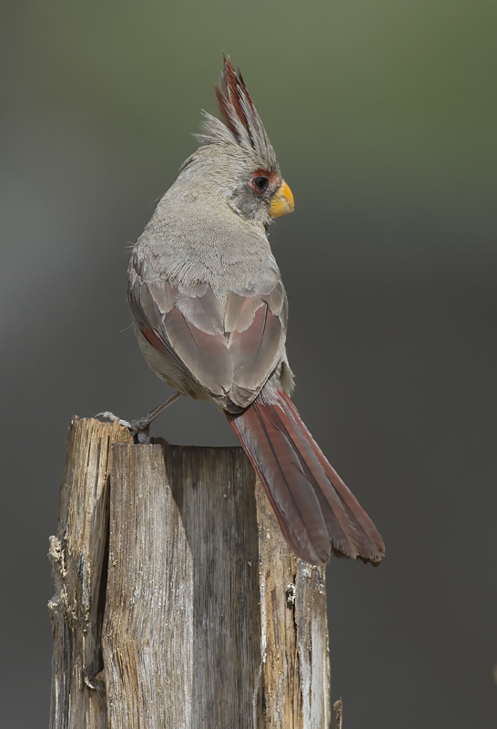 Pyrrhuloxia_15_AZ_057