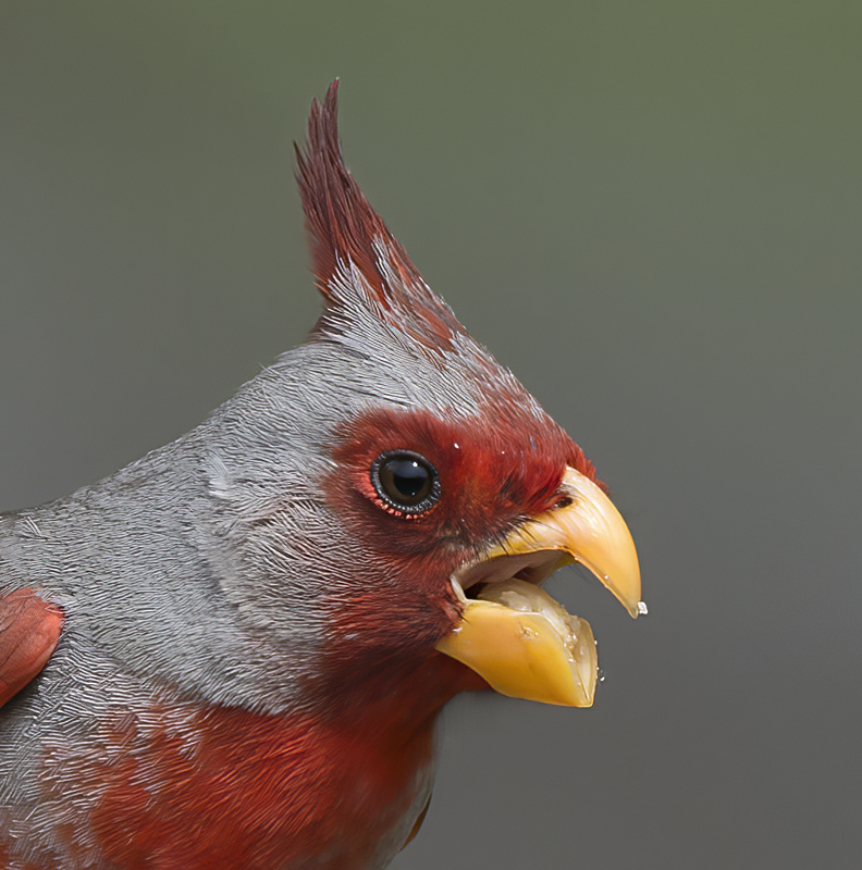 Pyrrhuloxia_15_AZ_080