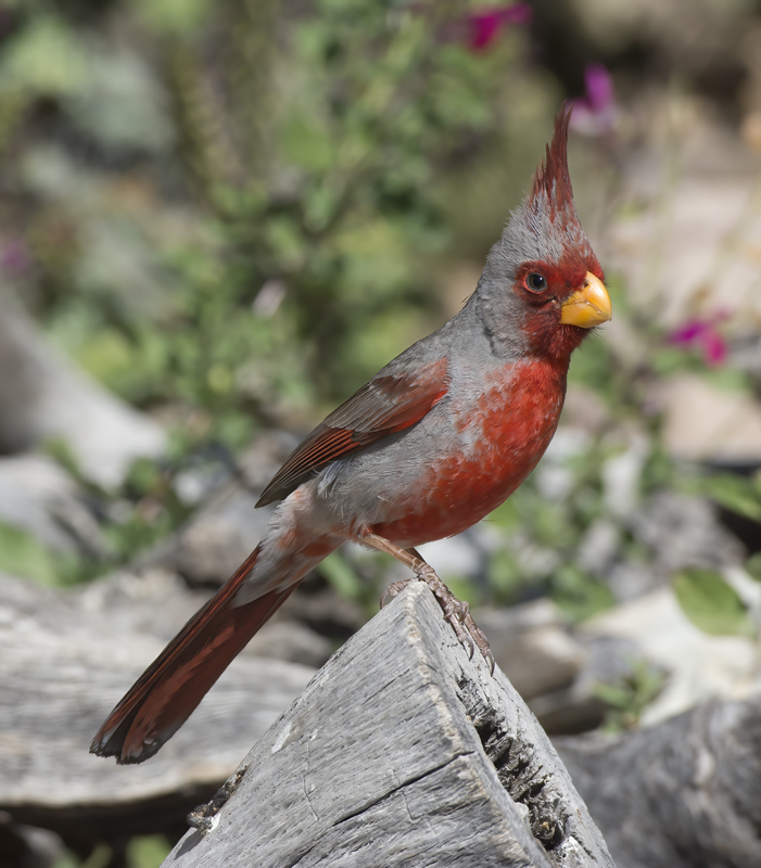 Pyrrhuloxia_15_AZ_113