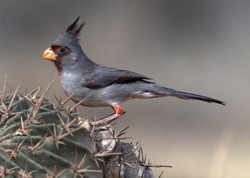 Pyrrhuloxia_22_TX_002
