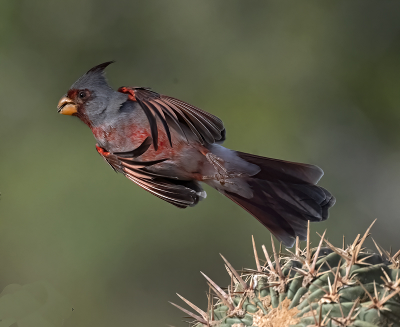 Pyrrhuloxia_22_TX_013