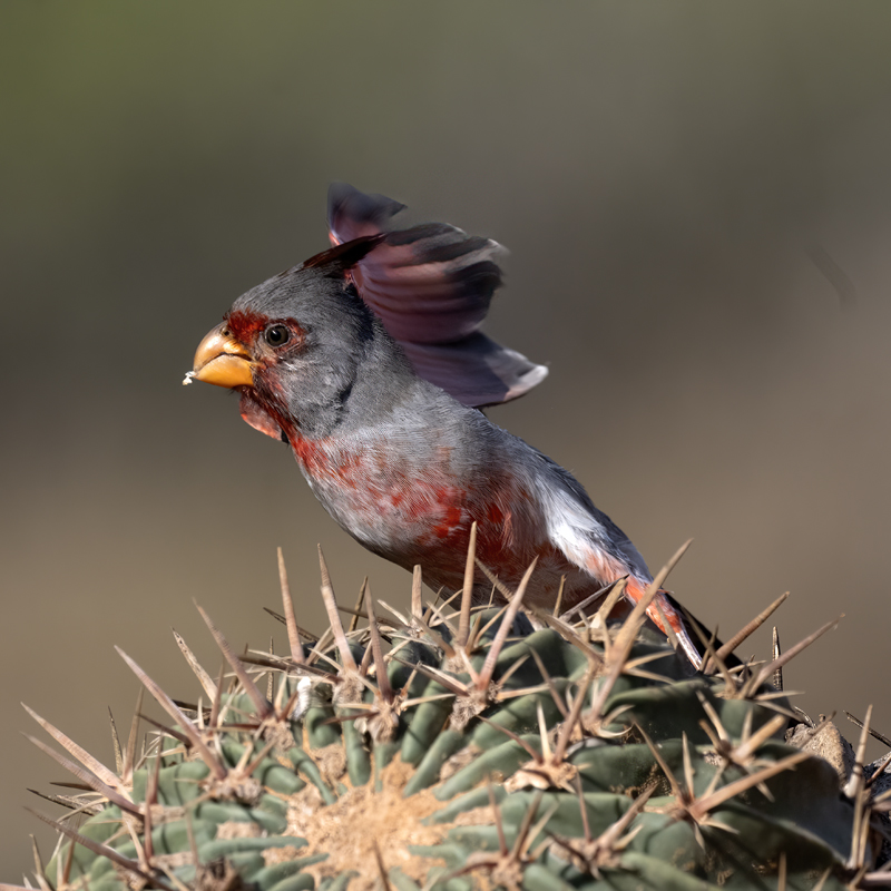 Pyrrhuloxia_22_TX_043