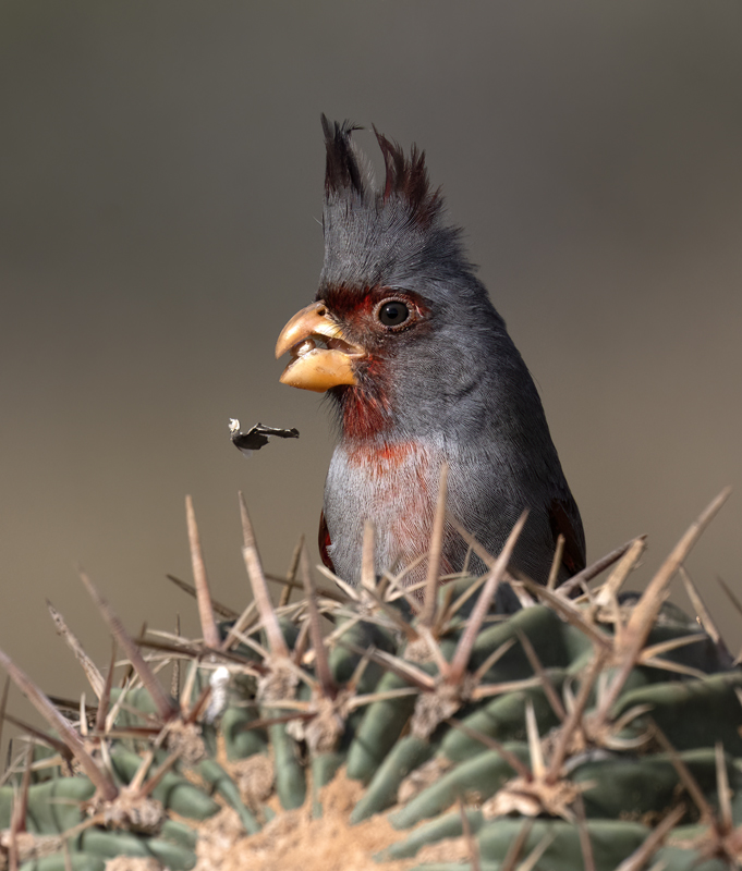Pyrrhuloxia_22_TX_052
