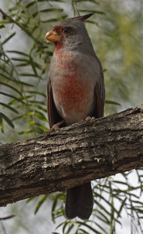 Pyrrhuloxia_22_TX_060