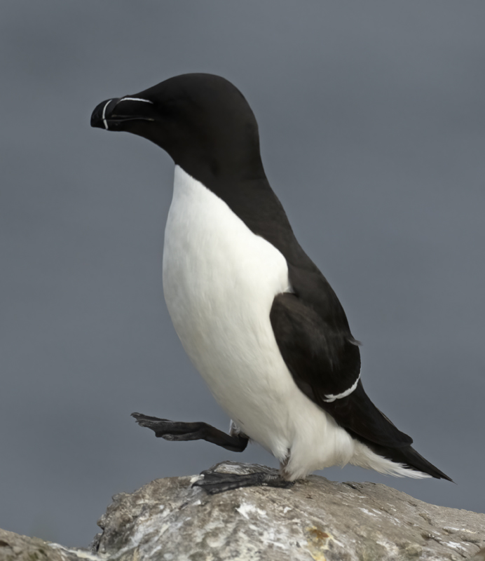 Razorbill_22_Iceland_030