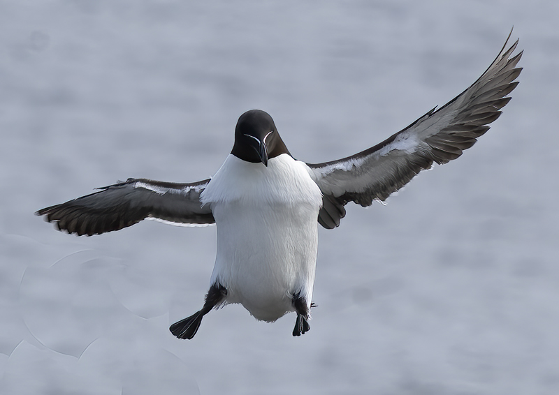 Razorbill_22_Iceland_075