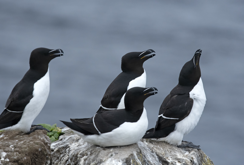 Razorbill_22_Iceland_204