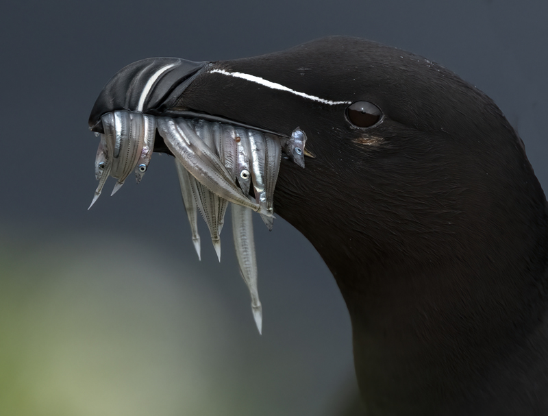 Razorbill_22_Iceland_400