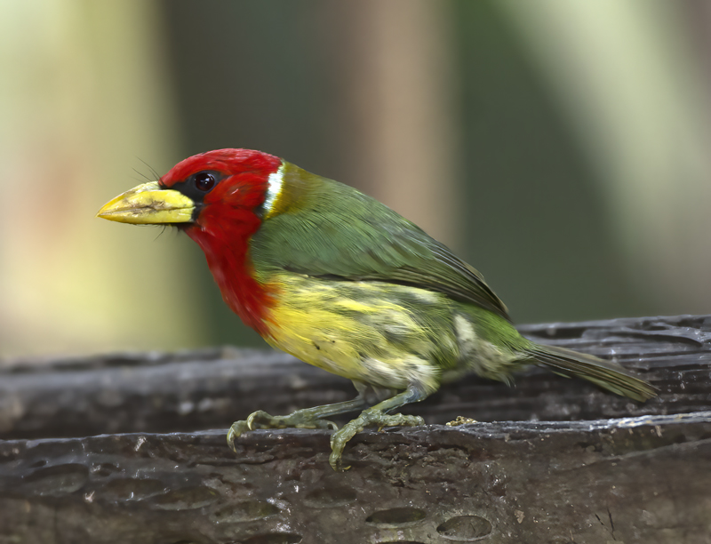 Red-headed_Barbet_18_Ecuador_009