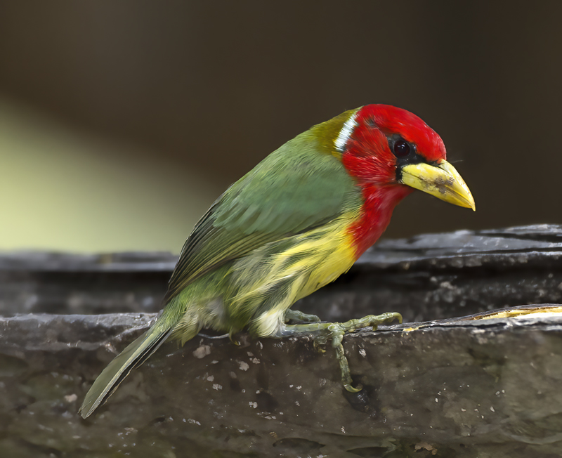 Red-headed_Barbet_18_Ecuador_010