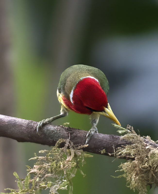 Red-headed_Barbet_18_Ecuador_025