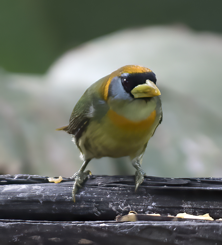 Red-headed_Barbet_18_Ecuador_039