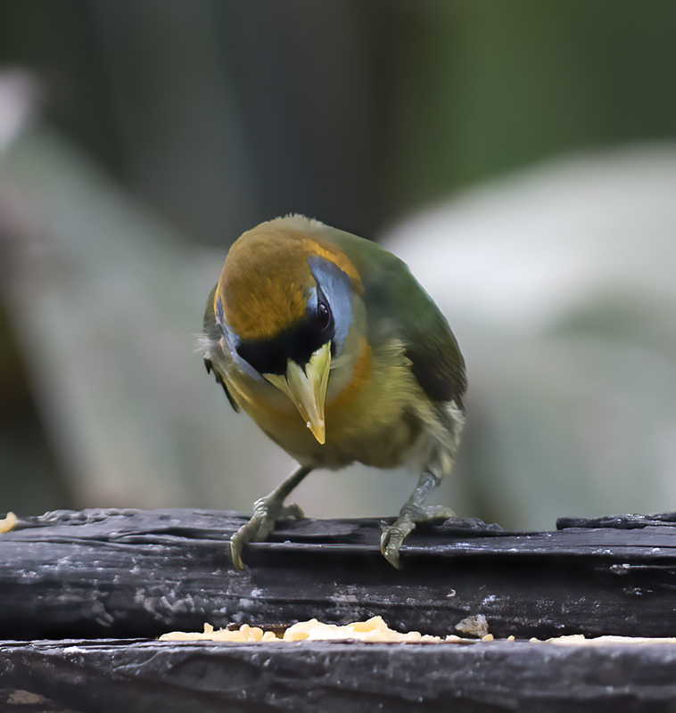 Red-headed_Barbet_18_Ecuador_049