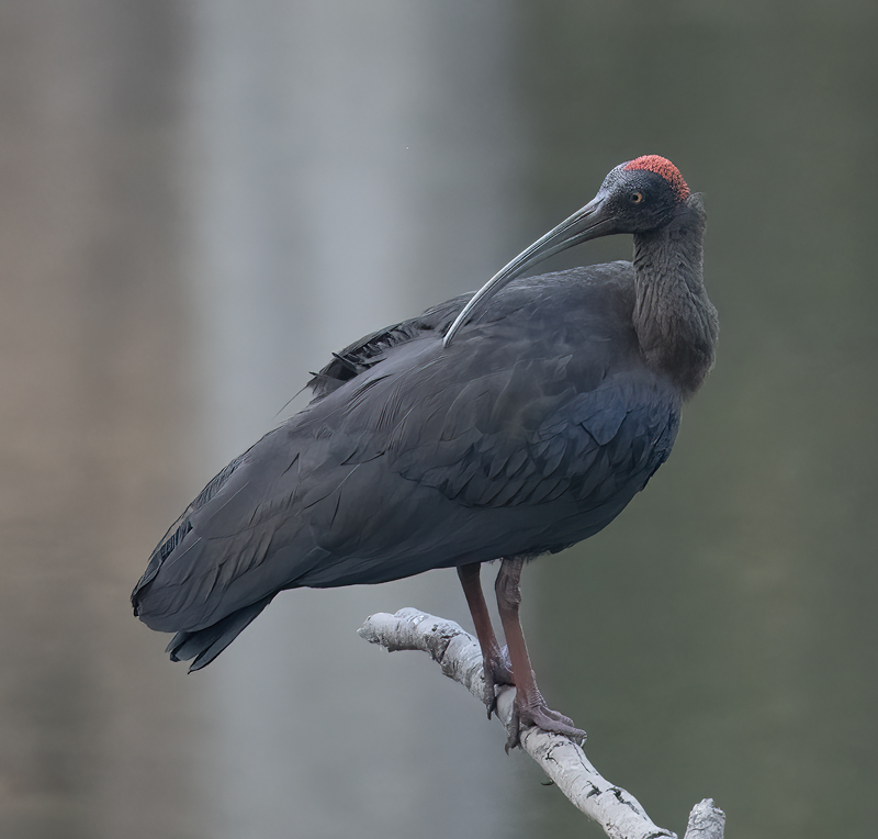 Red-naped_Ibis_25_India_006