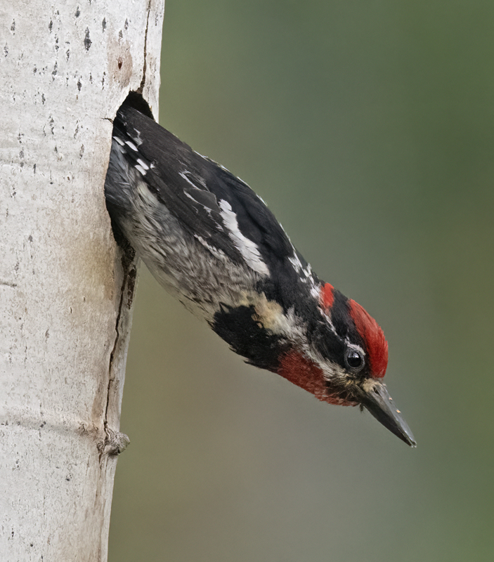 Red-napped_Sapsucker_23_Canada_L_506