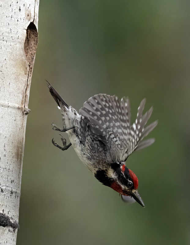 Red-napped_Sapsucker_23_Canada_L_507