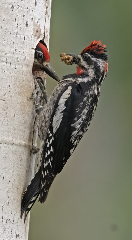 Red-napped_Sapsucker_23_Canada_L_511