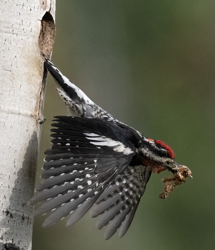 Red-napped_Sapsucker_23_Canada_L_531