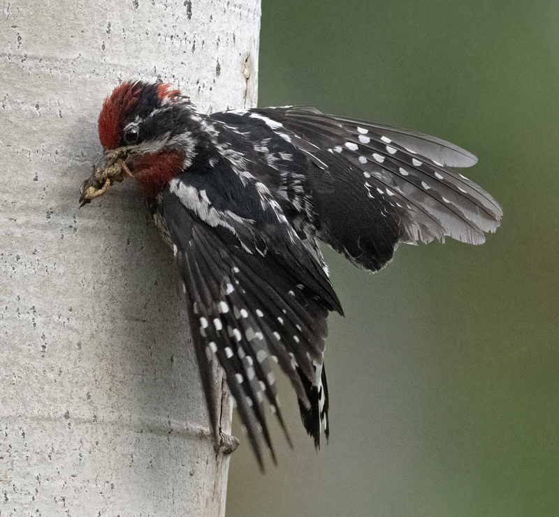 Red-napped_Sapsucker_23_Canada_L_539