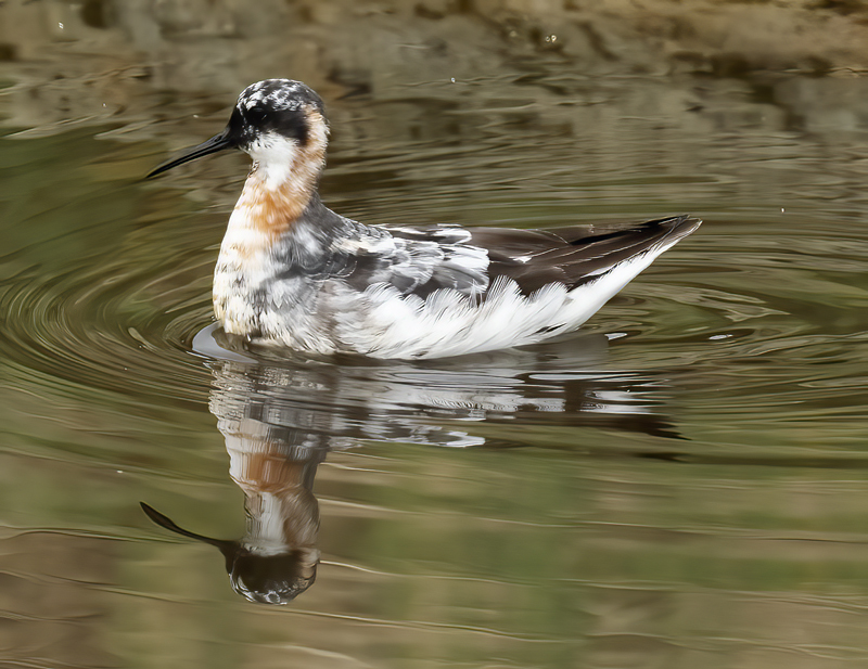 Red-necked_Phalarope_21_CA_064